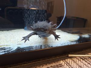 Chov axolotla mexického
